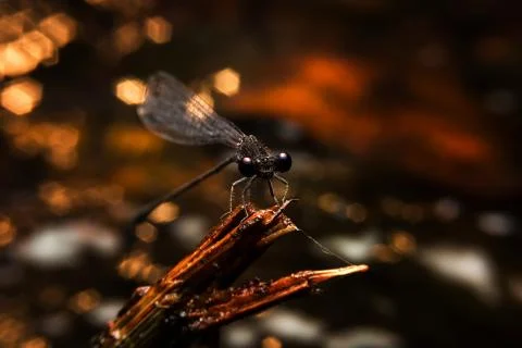 Dragonfly Stock Photos