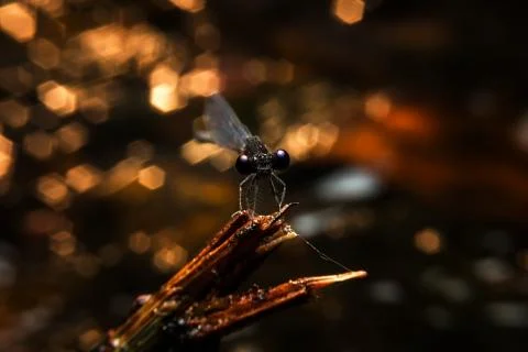 Dragonfly Stock Photos