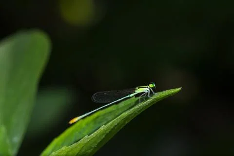Dragonfly Stockfoto's
