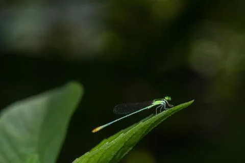 Dragonfly Stockfoto's