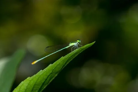 Dragonfly Stockfoto's