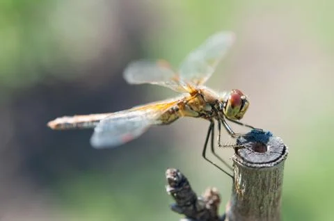 Dragonfly. Stock Photos