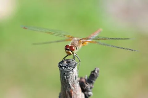 Dragonfly. Stock Photos