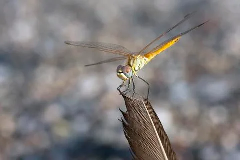 Dragonfly Stock Photos