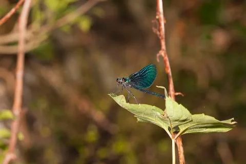 Dragonfly 스톡 사진