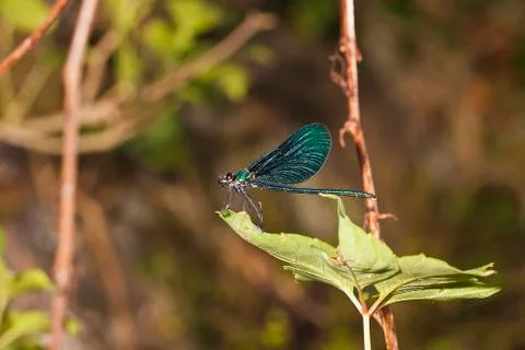 Dragonfly Stock Photos