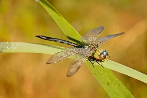Dragonfly Free Stock Photos