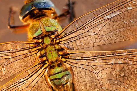 Dragonfly Foto stock gratuite