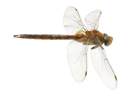 Dragonfly Stock Photos