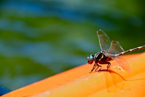 Dragonfly Stock Photos