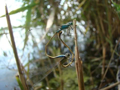 Dragonfly Foto stock