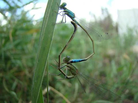 Dragonfly Stock Photos
