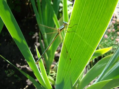 Dragonfly Stock Photos