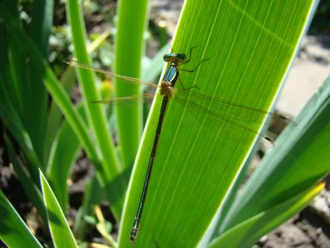 Dragonfly Foto stock