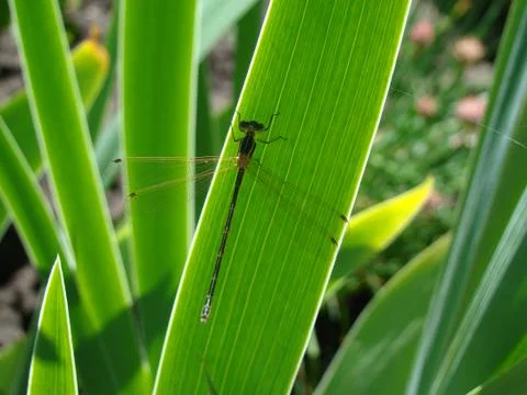Dragonfly Stock Photos
