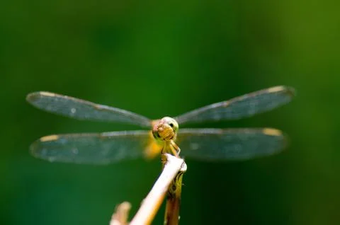 A dragonfly Stock Photos