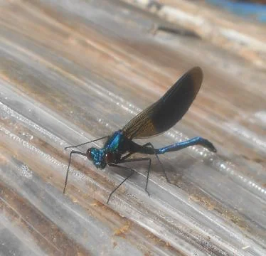Dragonfly Stock Photos
