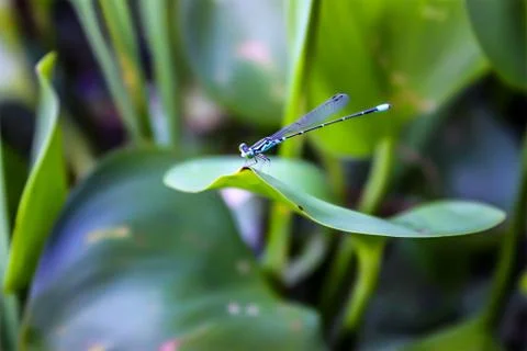 Dragonfly Stock Photos