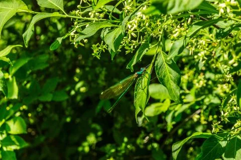 Dragonfly Stock Photos