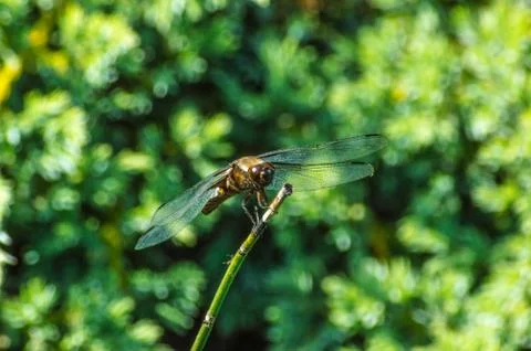 Dragonfly Foto stock