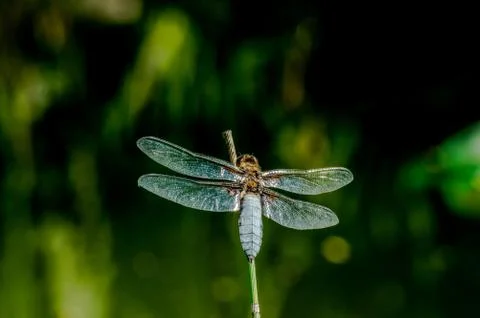 Dragonfly Stock Photos