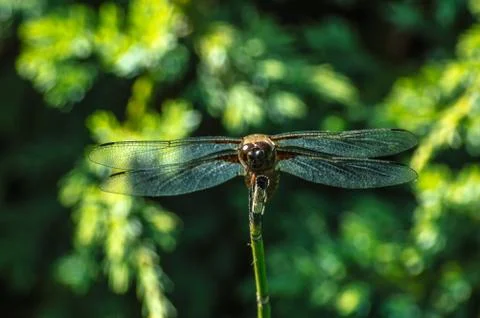 Dragonfly Stock Photos