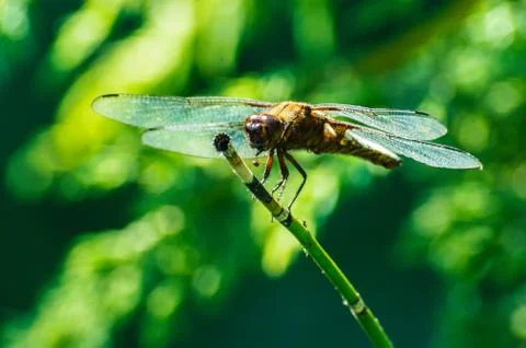 Dragonfly Stock Photos