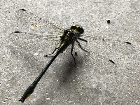 Dragonfly Stock Photos