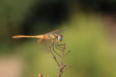 Dragonfly Stock Photos