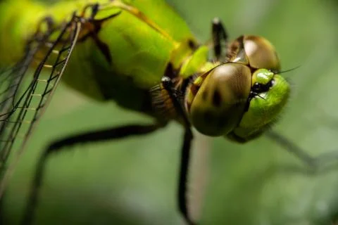 Dragonfly Stock Photos