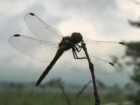 Dragonfly Stock Photos