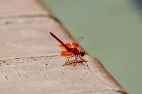 Dragonfly Stock Photos