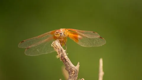 Dragonfly Stock Photos