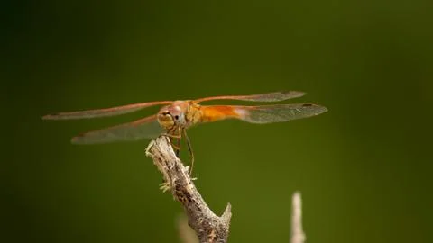 A Dragonfly Stock Photos