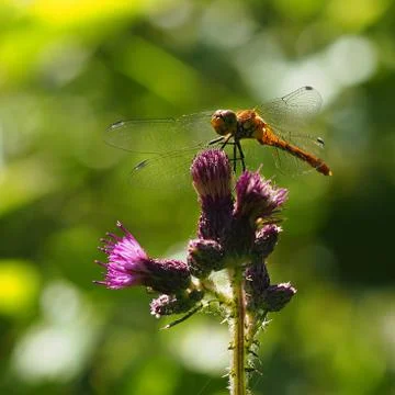 Dragonfly Foto stock