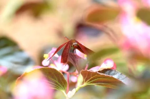 Dragonfly Stock Photos