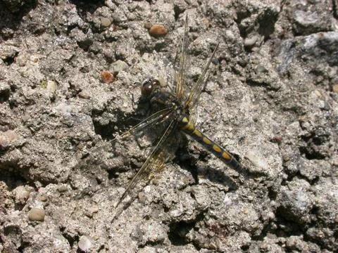 Dragonfly Stock Photos