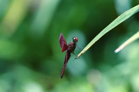 Dragonfly Stock Photos