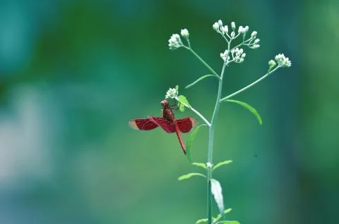 Dragonfly Stock Photos