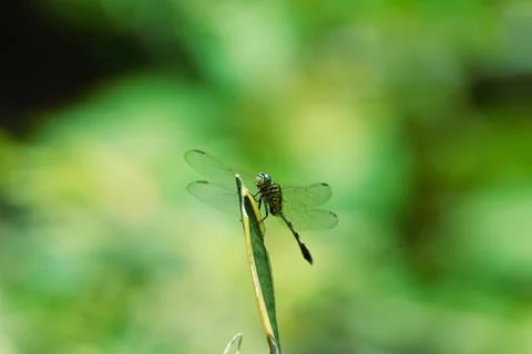 Dragonfly Stock Photos