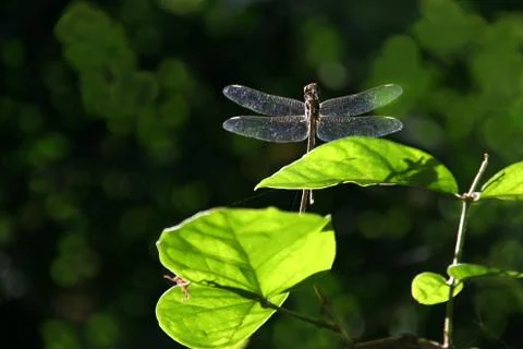 Dragonfly Stock Photos