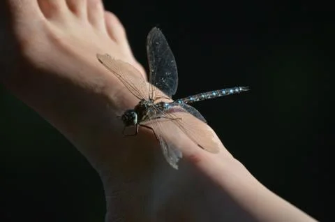 Dragonfly Stock Photos