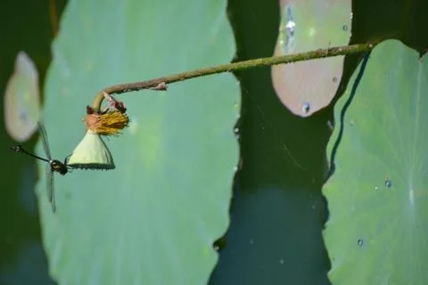 Dragonfly Stock Photos