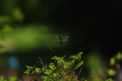 Dragonfly Foto stock