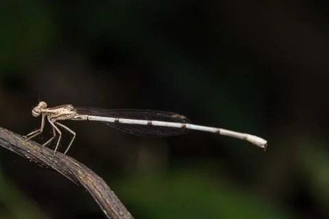 Dragonfly Stock Photos