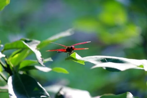 Dragonfly Stock Photos