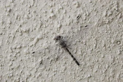 Dragonfly Stock Photos