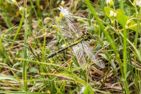 Dragonfly Stock Photos