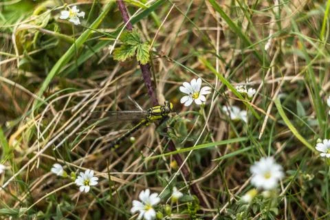 Dragonfly Stock Photos