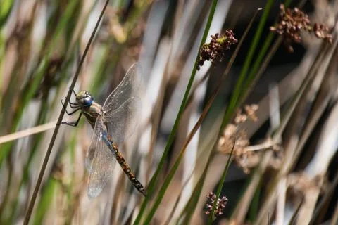 Dragonfly Stock Photos
